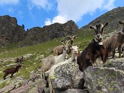 Anello Laghi con Cima di Ponteranica centrale-Lago di Pescegallo da Ca’ San Marco il 21 agosto 2023- FOTOGALLERY